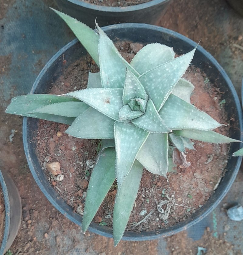 Aloe brevifolia