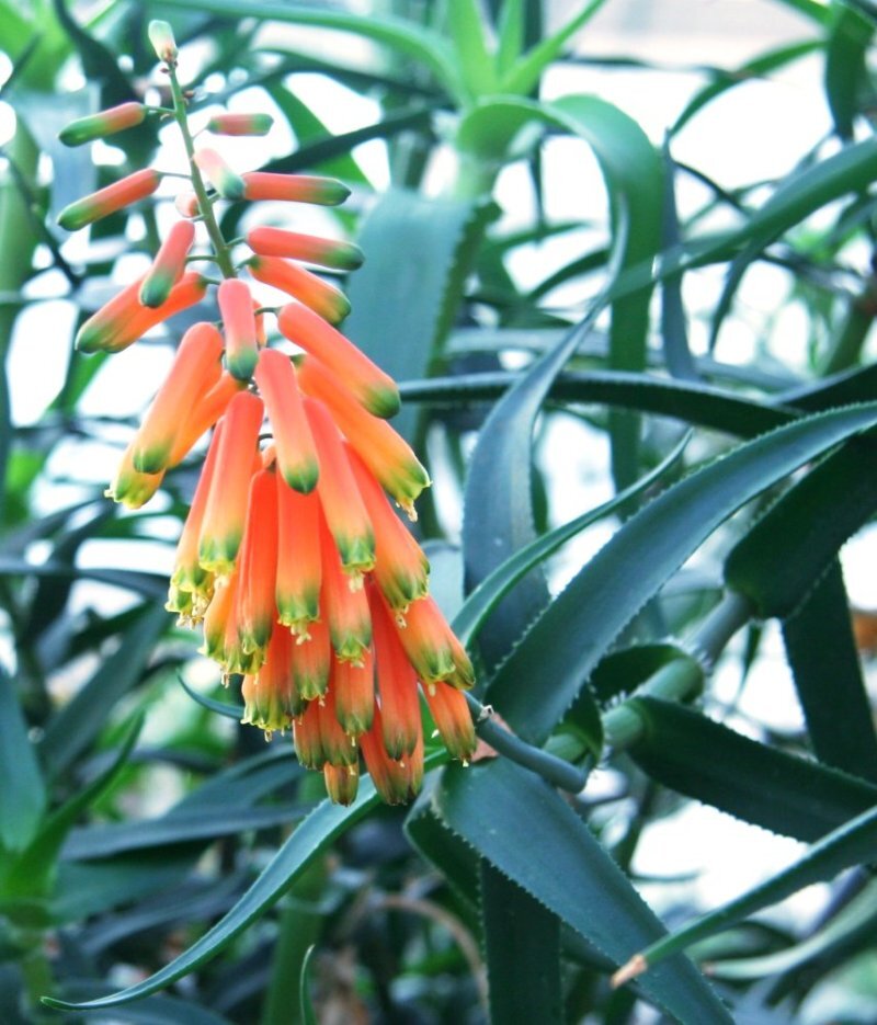 Aloe ciliaris