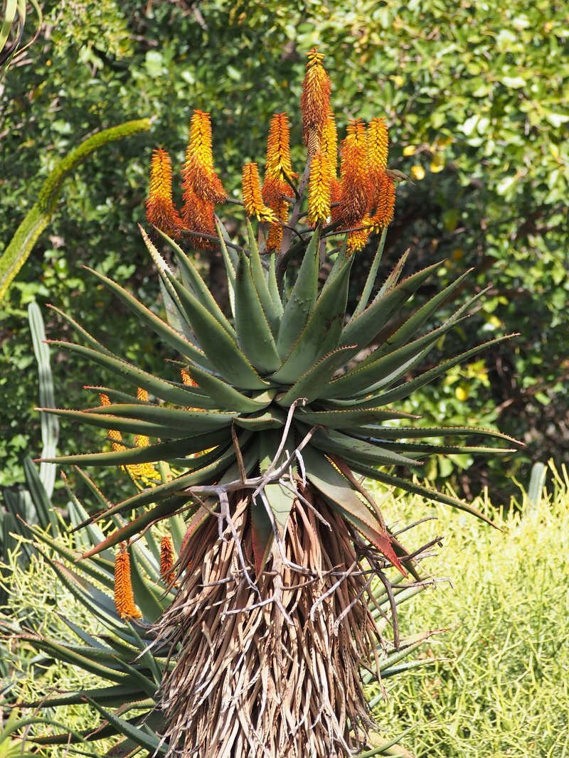 Aloe ferox