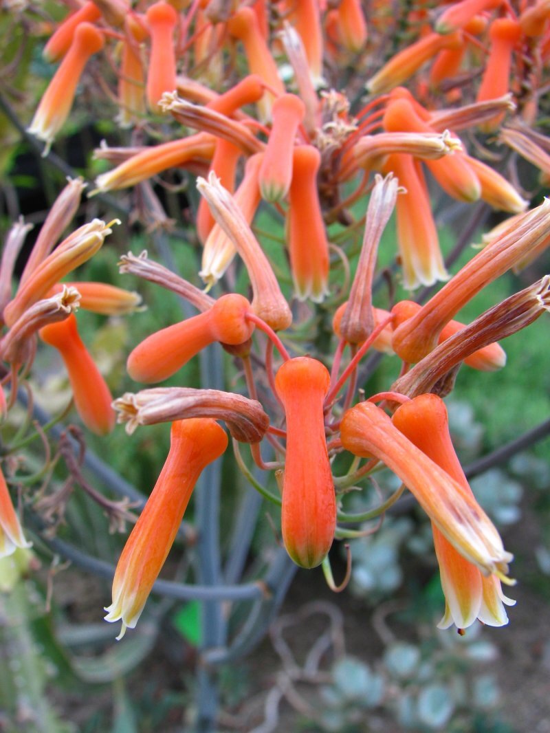 Aloe striata