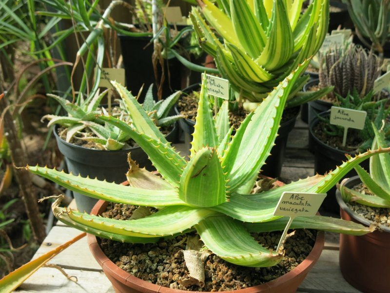 Aloe variegata