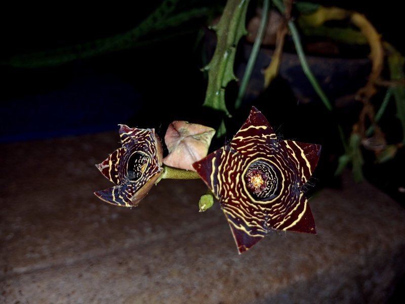 Caralluma hesperidium