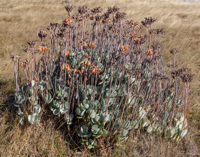 Cotyledon orbiculata