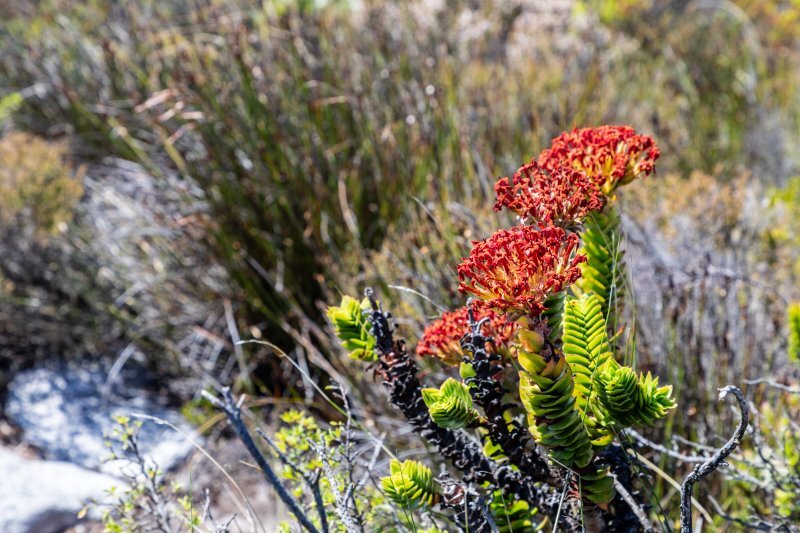 Crassula coccinea