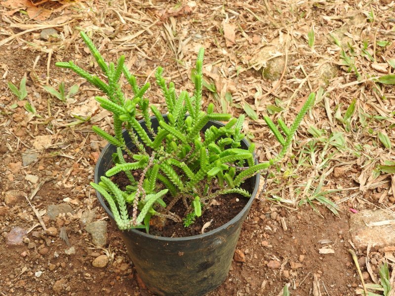 Crassula lycopodioides