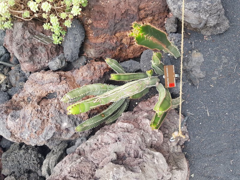 Euphorbia canariensis