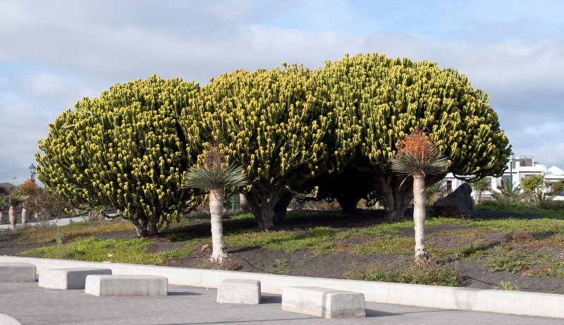 Euphorbia candelabrum