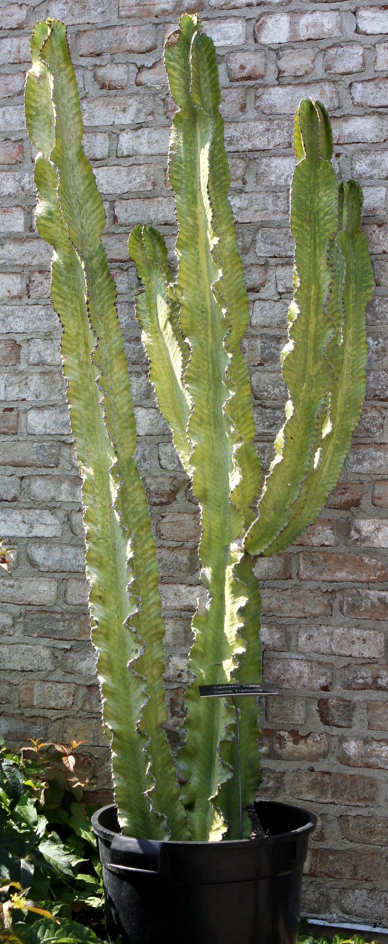 Euphorbia ingens
