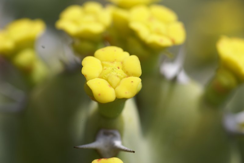 Euphorbia resinifera
