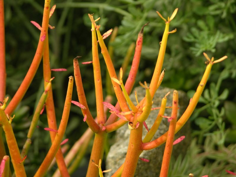 Euphorbia tirucalli