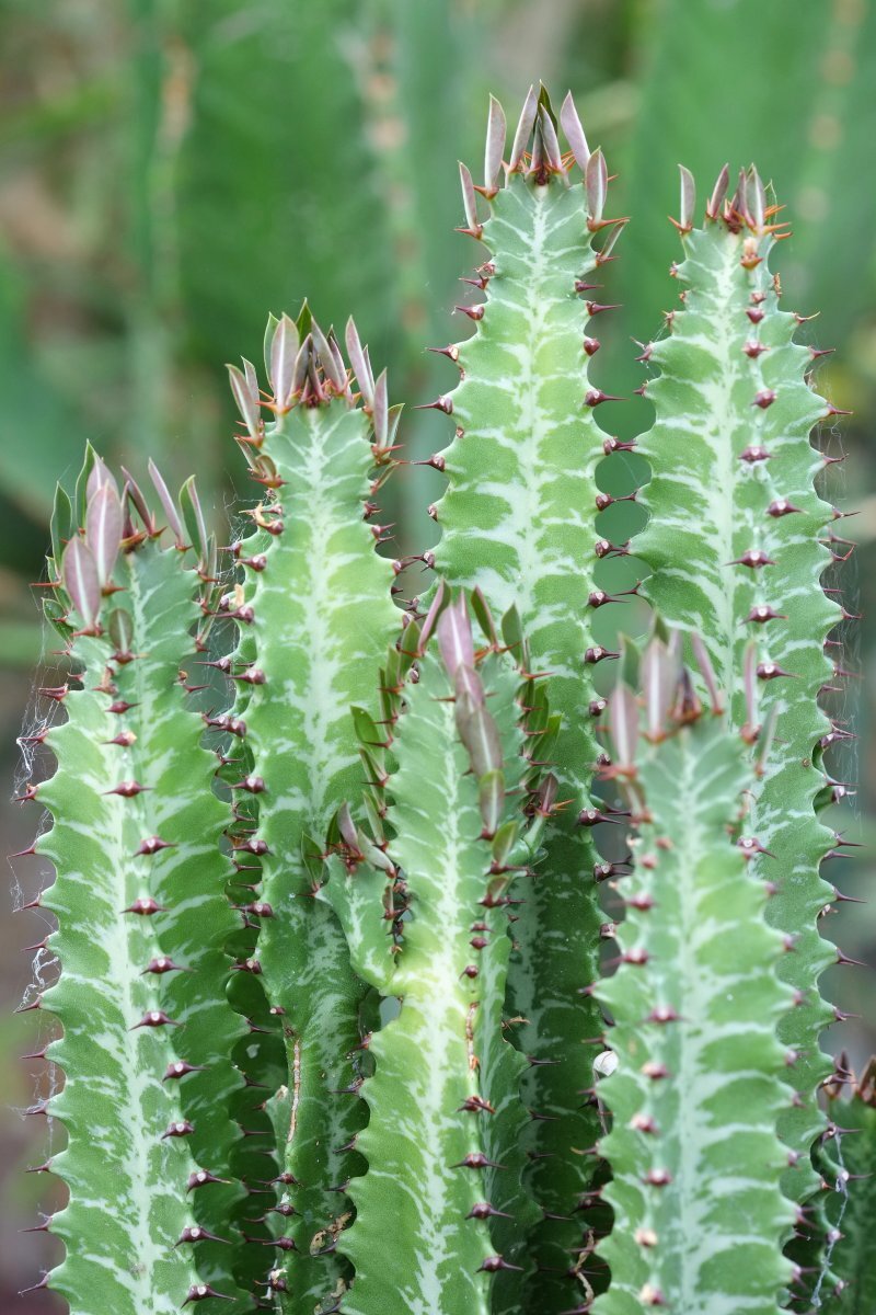 Euphorbia trigona