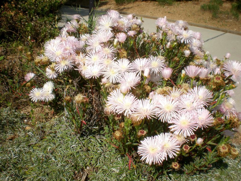 Lampranthus blandus
