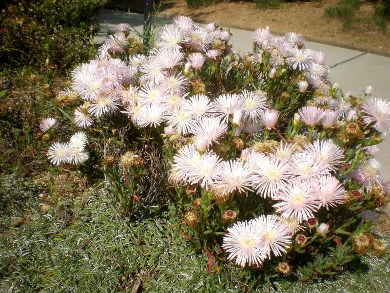 Lampranthus blandus