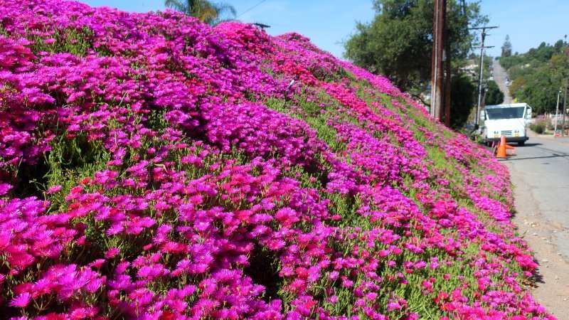 Lampranthus spectabilis