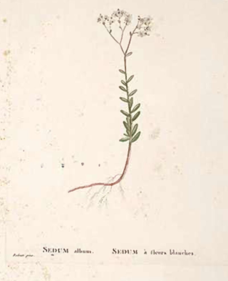 Sedum album