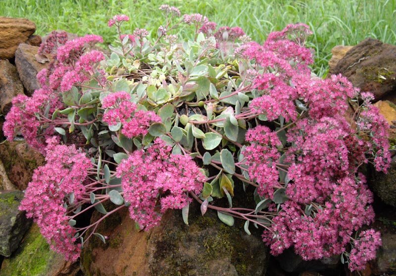Sedum cauticolum 'Lidakense'