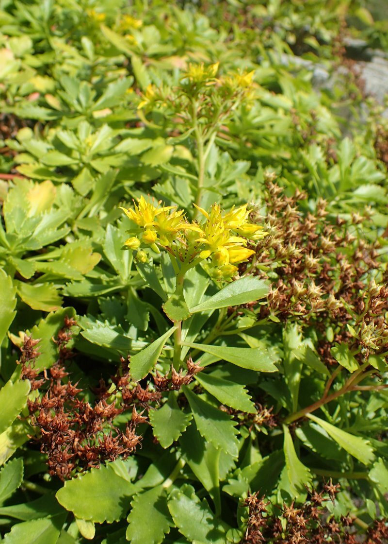 Sedum kamtschaticum