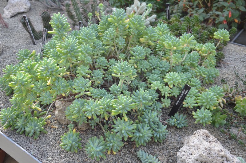 Sedum pachyphyllum