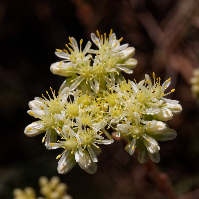 Sedum sediforme