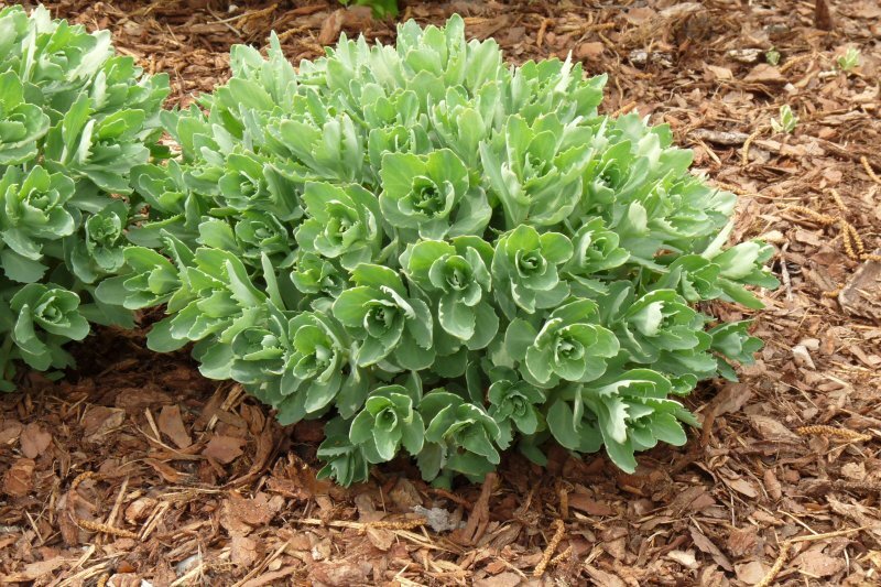 Sedum spectabile