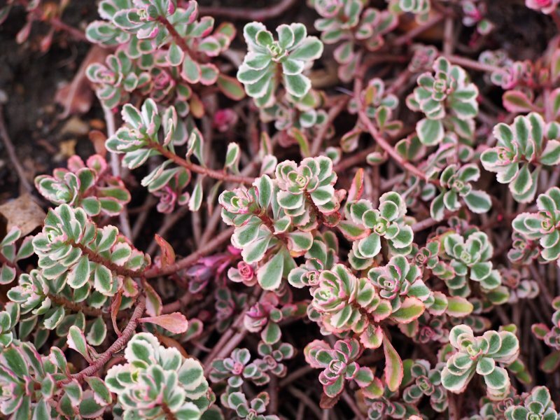 Sedum spurium 'Tricolor'