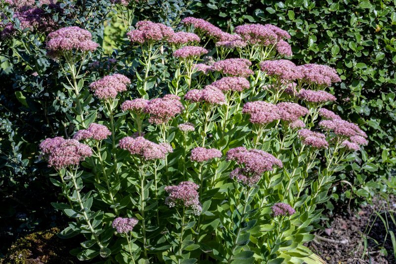 Sedum telephium