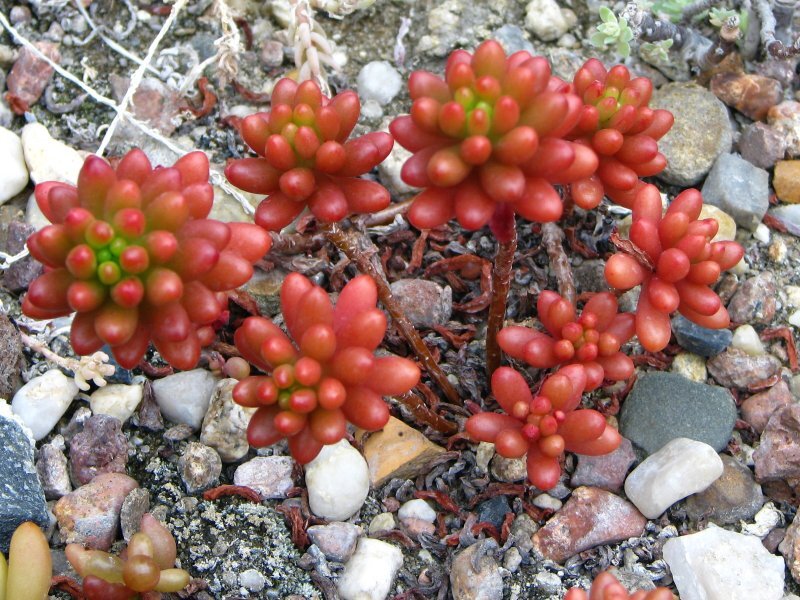 Sedum x rubrotinctum
