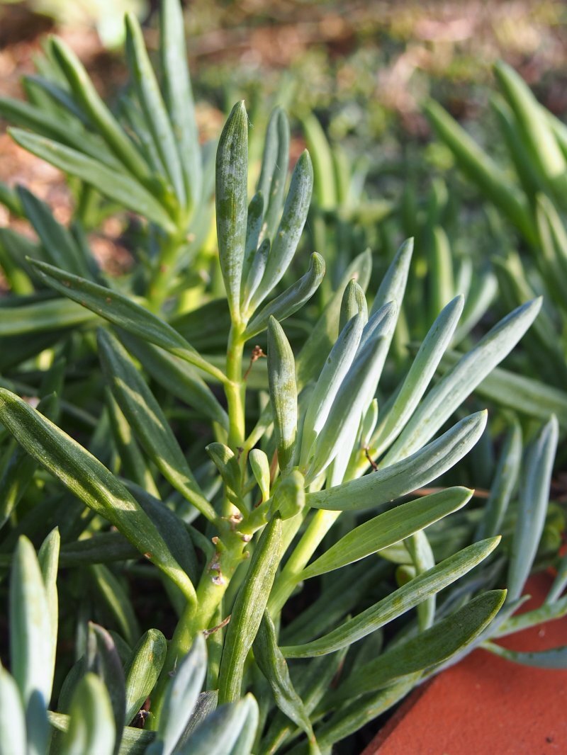 Senecio kleinia