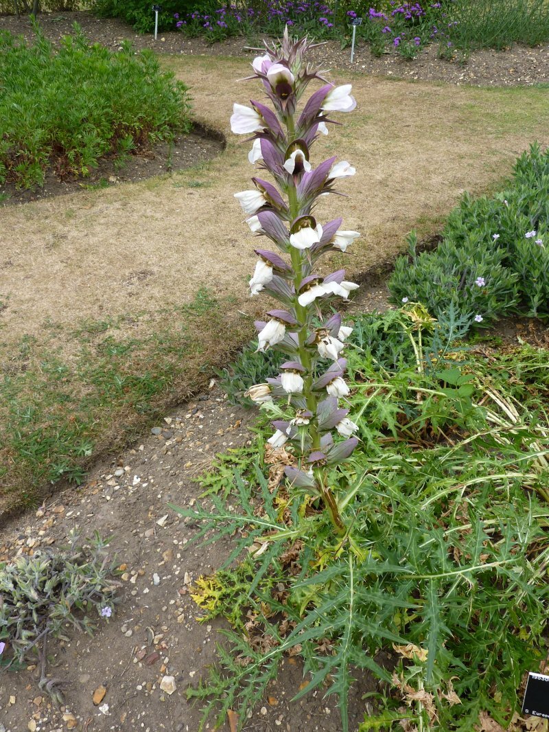 Acanthus spinosus