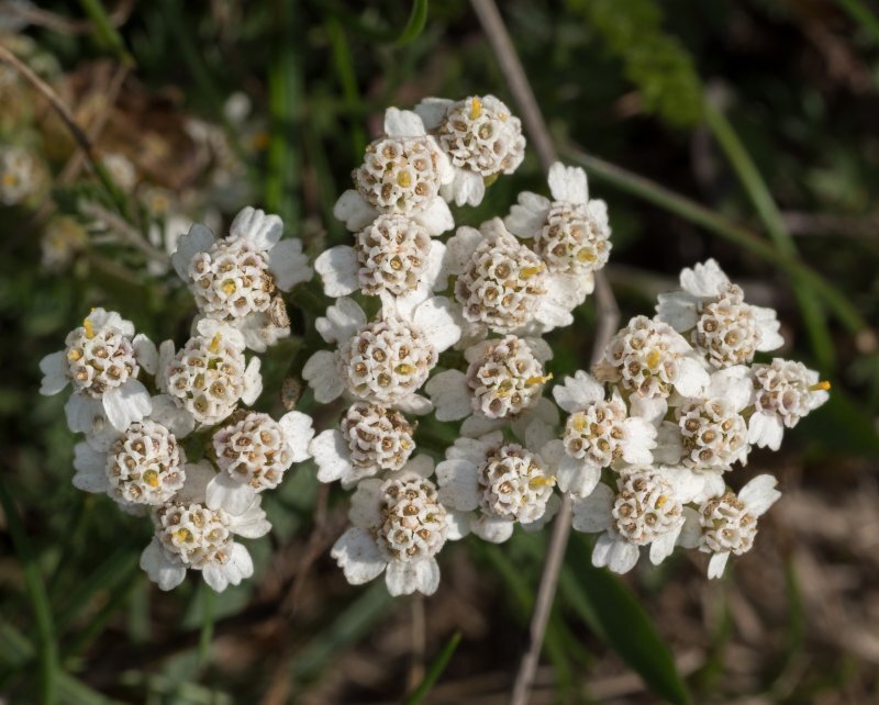 Achillea millefolium