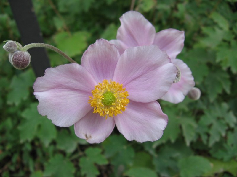 Anemone x hybrida