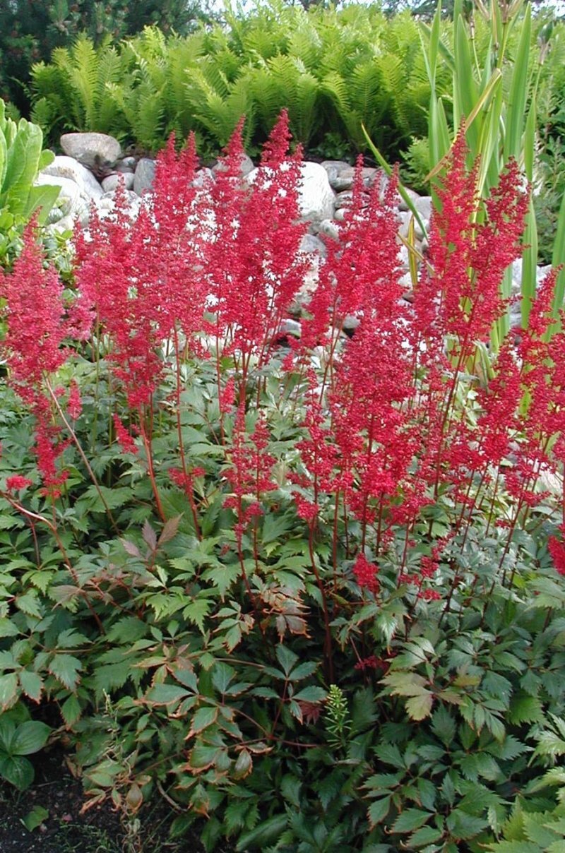 Astilbe x arendsii