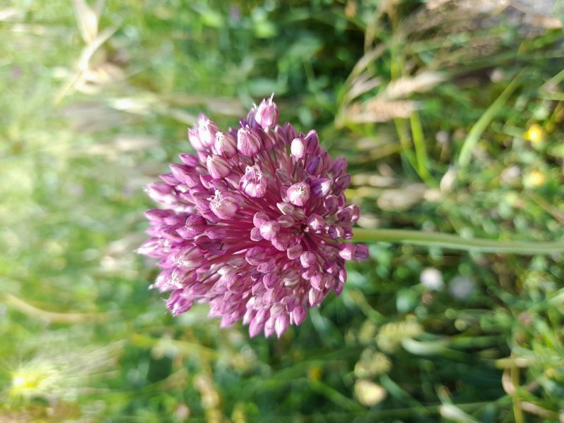 Allium porrum