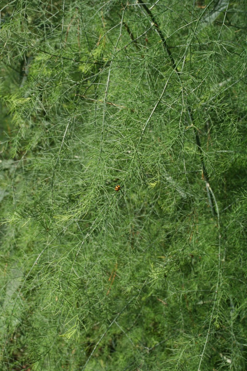 Asparagus officinalis