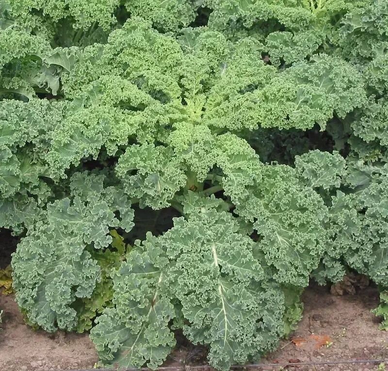 Brassica oleracea var. sabellica
