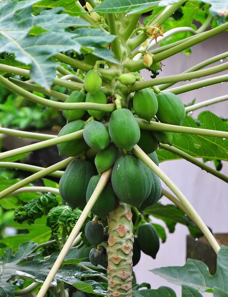 Carica papaya