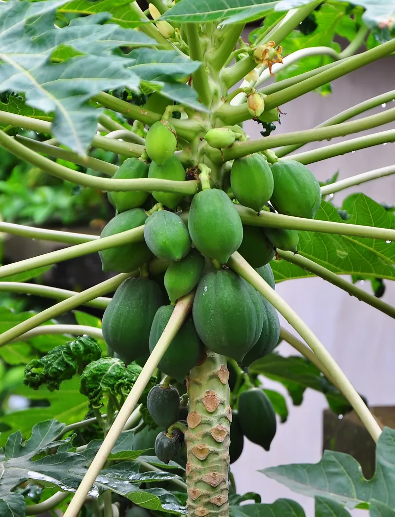 Carica papaya