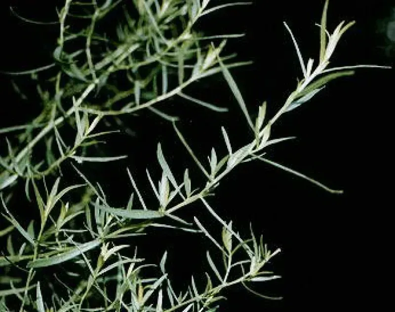 Artemisia dracunculus