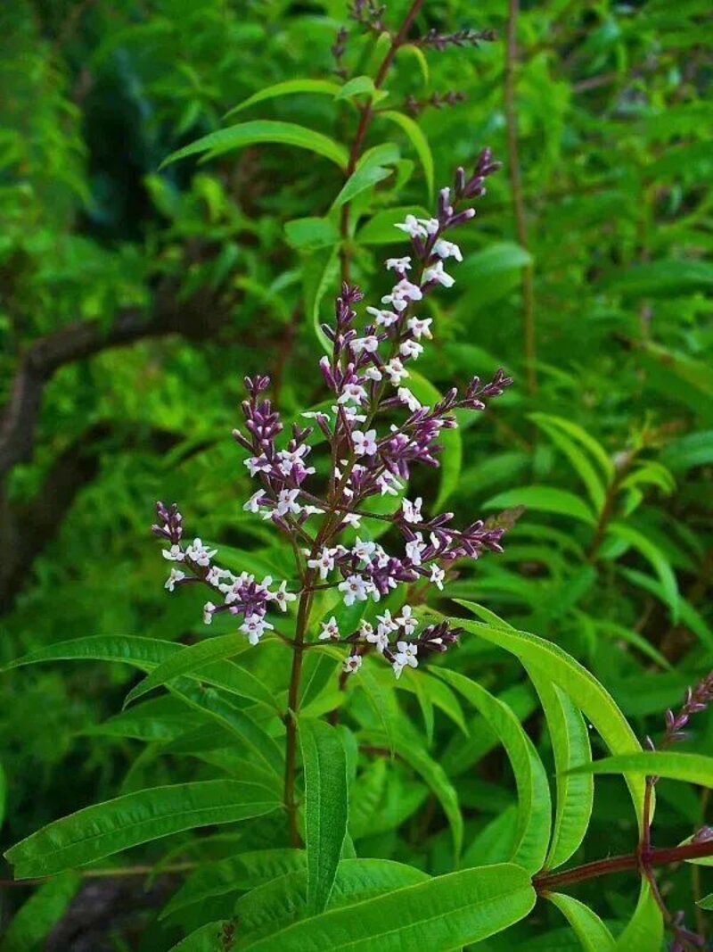 Aloysia citrodora