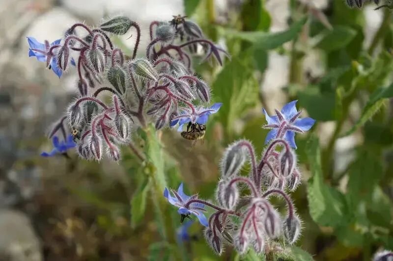 Borago officinalis