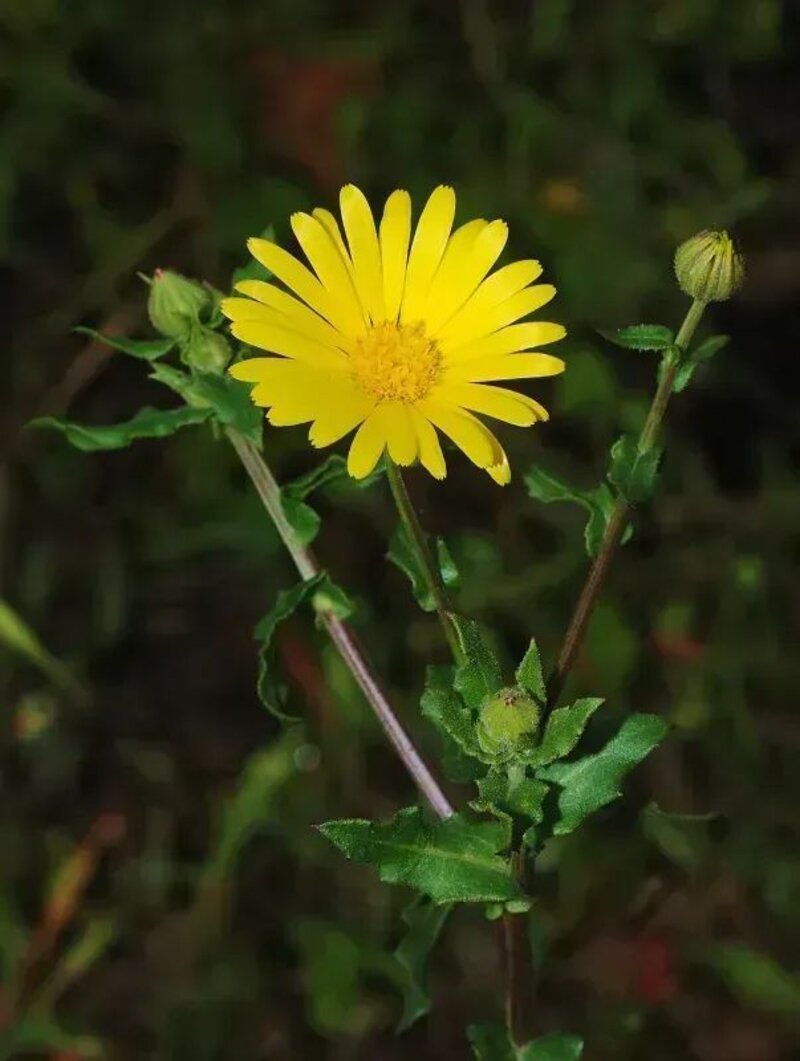 Calendula arvensis