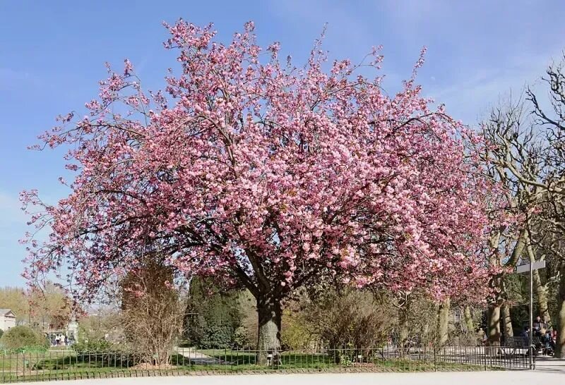 Prunus serrulata