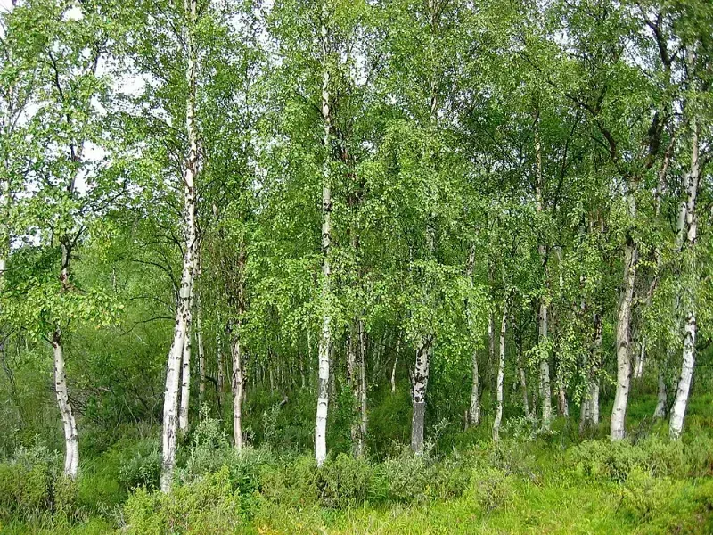 Betula pendula