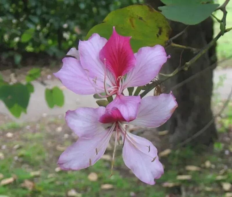 Bauhinia variegata