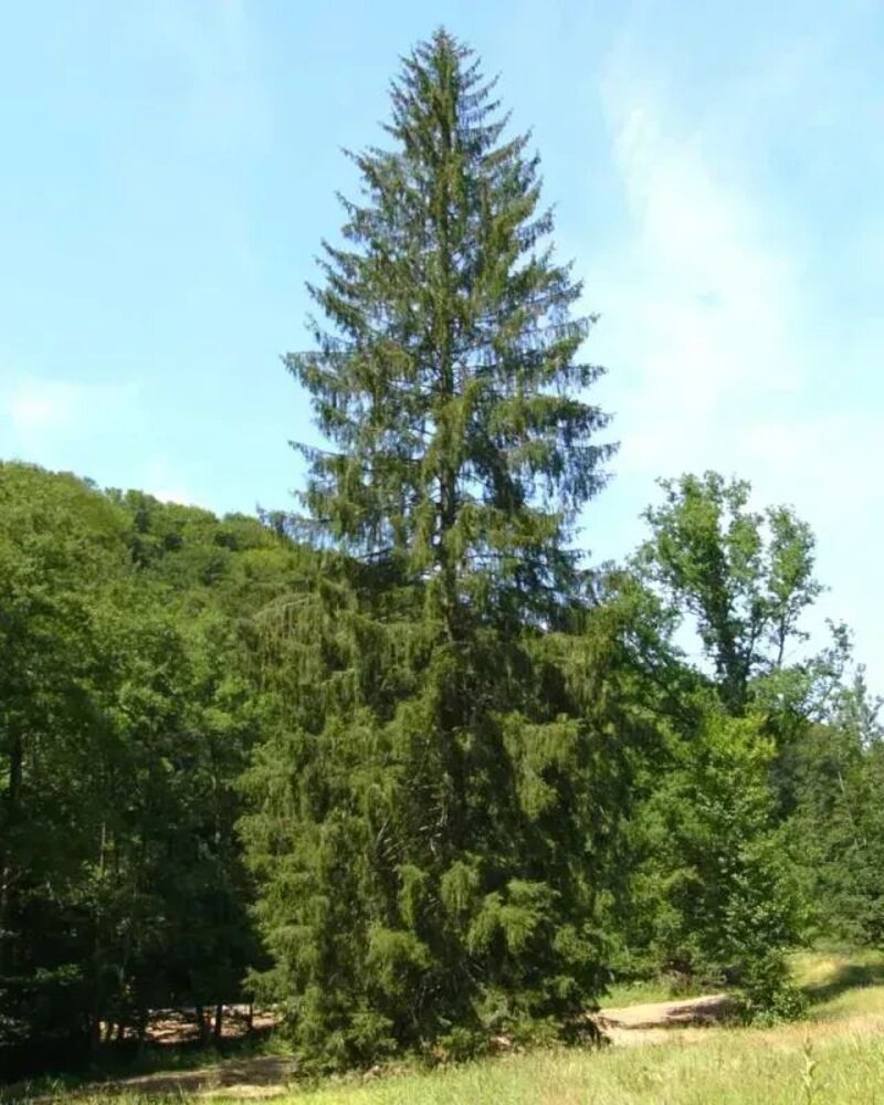 Picea abies