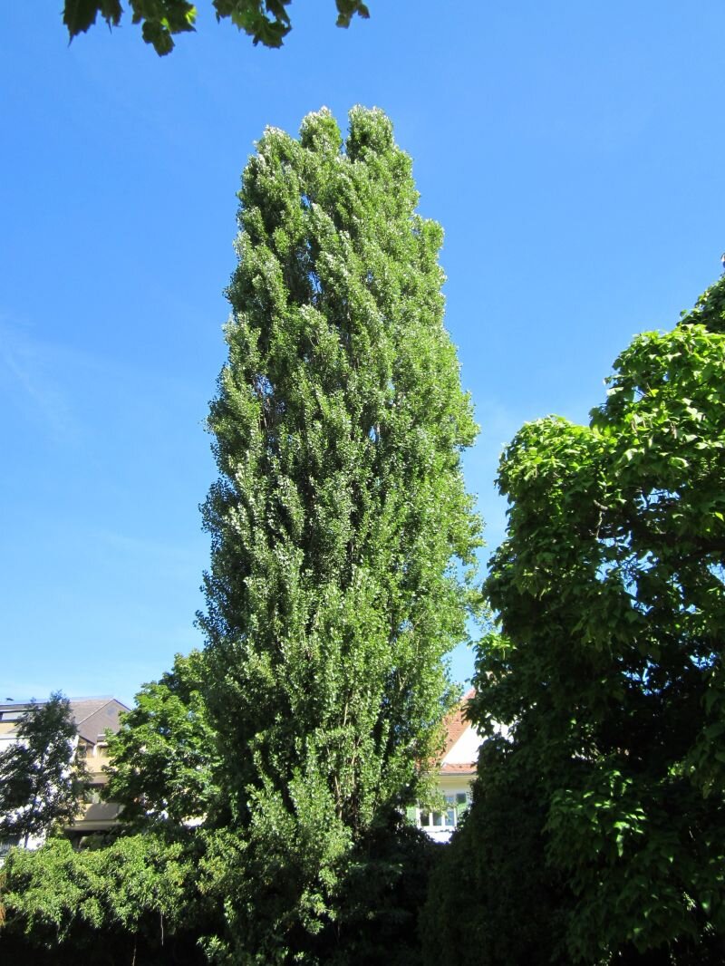 Populus nigra 'Italica'