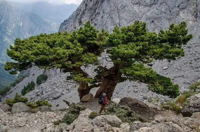 Cupressus sempervirens
