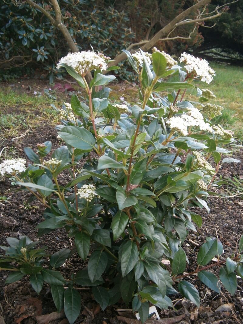 Viburnum tinus