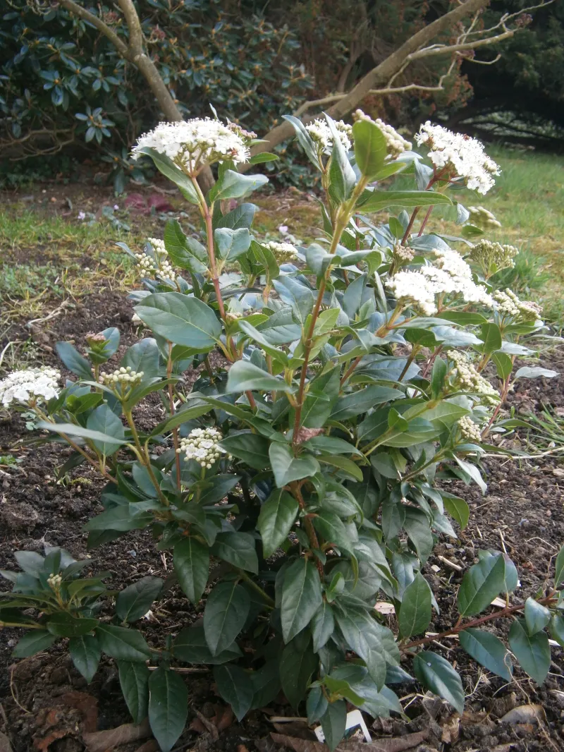 Viburnum tinus