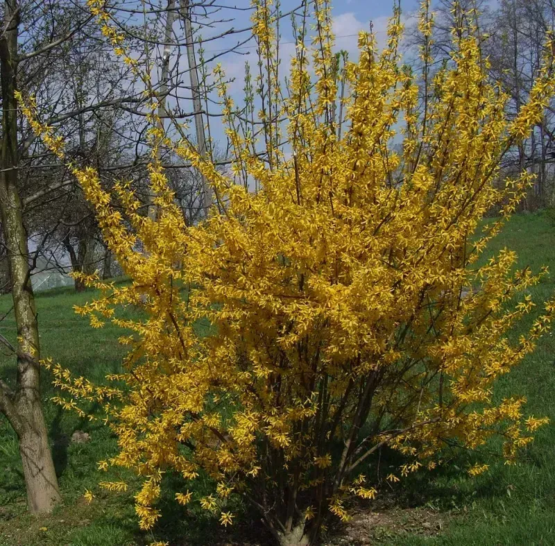 Forsythia x intermedia